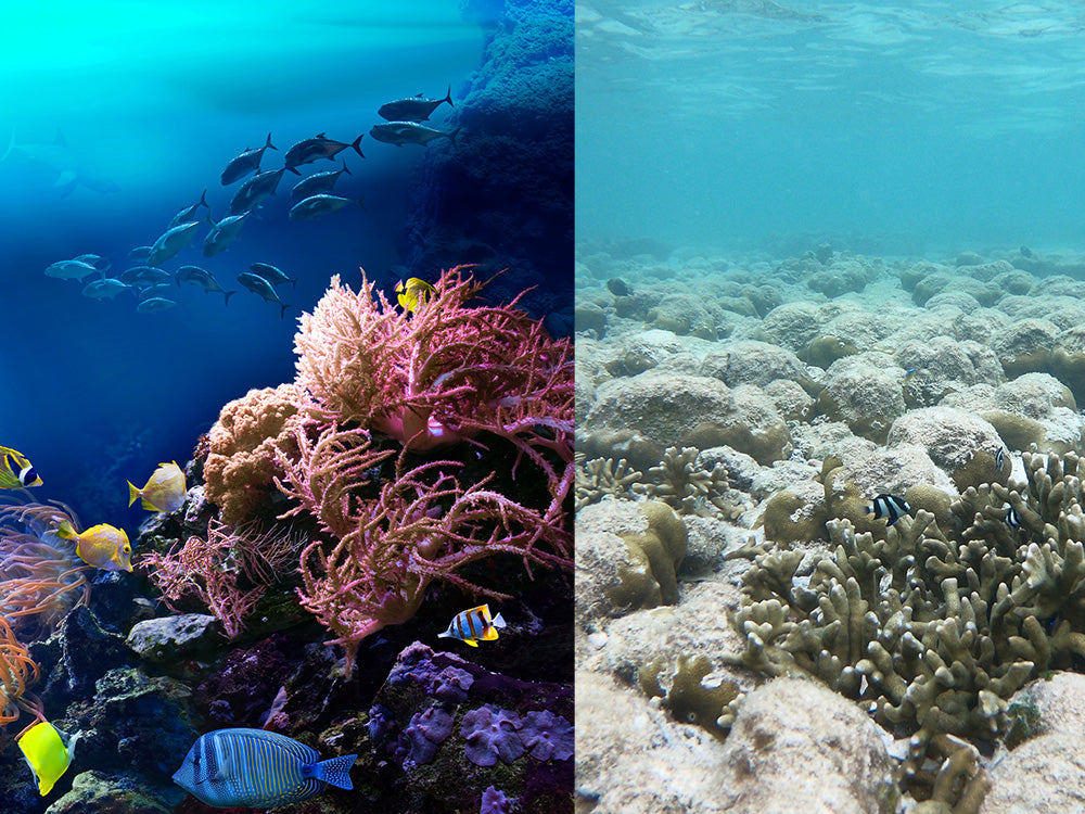 before and after of coral bleaching