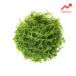 Microalgae