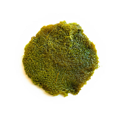 Algae Raw Material